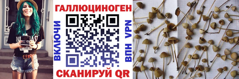 Псилоцибиновые грибы мицелий  сколько стоит  Болгар 